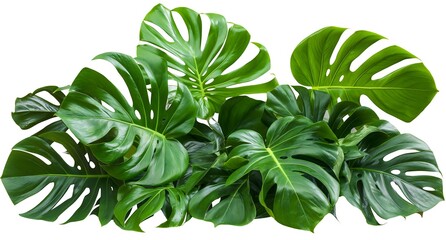 A bunch of large monstera leaves isolated on white background