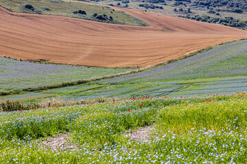 A full frame photograph of fields in the South Downs with a field of linseed in the foreground