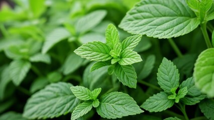  Vibrant green mint leaves closeup