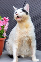 A white and black cat rests by a potted plant with pink flowers