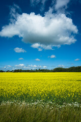 Obraz premium Yellow flowering rapeseed field against blue sky with big white fluffy cloud on a summer sunny day, Swedish countryside, Västmanland, Sweden