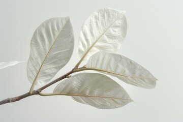 White chempaka leaf isolated on a white backdrop