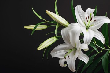White lilies symbolizing mourning or funerals in a branch