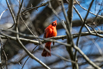 cardinal on a branch