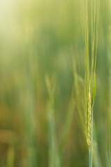 Green ears of wheat close up against a blurred green field.