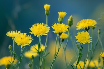 Fototapeta premium Wild yellow flowers of Pilosella officinarum an invasive species in USA and New Zealand contain umbelliferone resembling coumarin