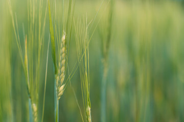 Fototapeta premium Green ears of wheat close up against blurred green field.