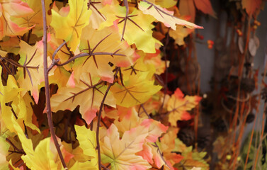 autumn composition of colorful leaves