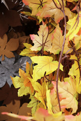 autumn composition of colorful leaves