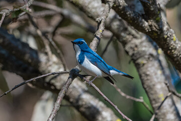 Ultramarine Flycatcher in search of food.