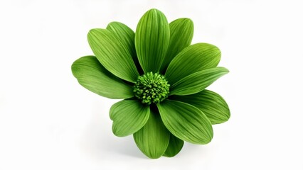  Fresh and vibrant green flower in bloom
