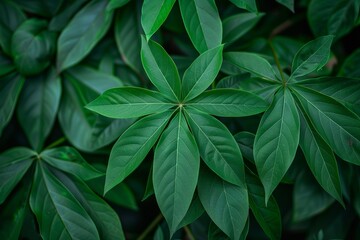 Green cassava leaves in the background also known as daun singkong