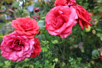 róże w ogrodzie © NitroB
