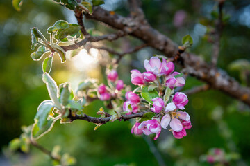 Apple tree in bloom at sunset. Blooming tree in a beautiful garden.