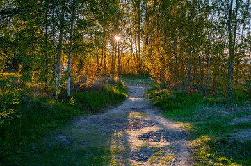 Hiking trail leading to the birch forest. Beautiful forest path at sunset.