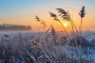 Fototapeta premium Winter sunrise over dry grass