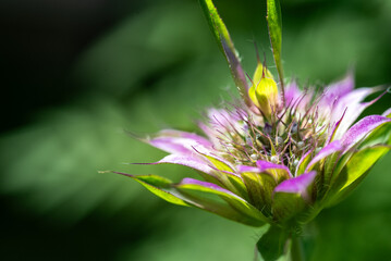 Lemon Beebalm