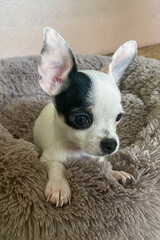 Chihuahua. A black and white puppy lying on a soft pillow. Pets. The Year of the Dog.
