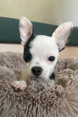 Chihuahua. A cute black and white puppy. Pets. The year of the dog.