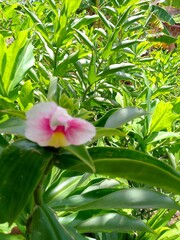 pink and white flower