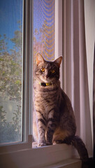 cat on window sill