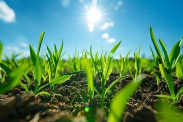 Obraz premium Close up view of young wheat sprouts in field under blue sky on summer day