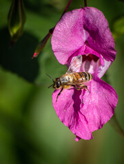 Close up of bee flying out of a pink flower