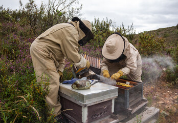 Two beekeepers applying varroa treatment on a beehive wearing beekeeping suits and using smoker