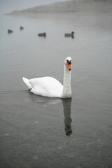 Young beautiful swan on a pond in a foggy morning in the park. Graceful white bird portrait close up