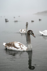 Young beautiful swan on a pond in a foggy morning in the autumn park. Graceful bird portrait close up. Dark reflection of elegant beauty