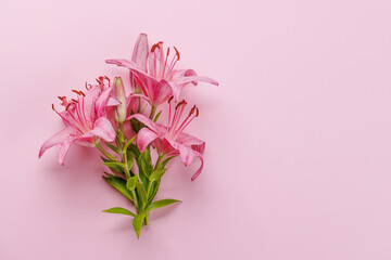 Pink lily flowers set against a striking pink background