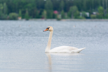 Graceful white Swan swimming in the lake, swans in the wild. Portrait of a white swan swimming on a lake.