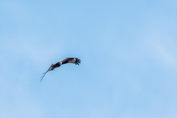 Obraz premium The bird of prey Black Kite flying in blue Sky