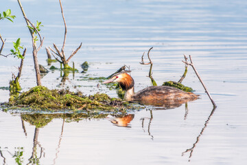 The waterfowl bird Great Crested Grebe swimming in the lake near its nest with eggs