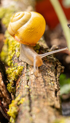 Ślimak na Drewnianym Pniu.  Zdjecie makro ślimaki. Skorupiaki i mieczaki.  © ff25