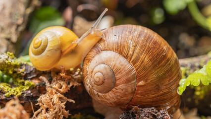 Slimaki w naturalnym srodowisku. Harmonia życia w mikroświecie. Slimak winniczek. Hodowla...