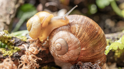 Slimaki w naturalnym srodowisku. Harmonia życia w mikroświecie. Slimak winniczek. Hodowla slimakow. © ff25