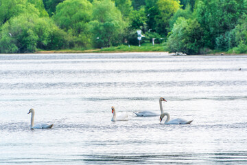 Graceful white Swans swimming in the lake, swans in the wild