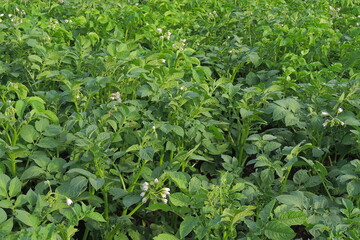 green grass background