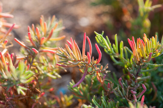 The area full of colorful Suaeda, Austral Seablite