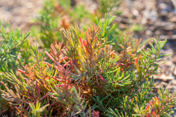The area full of colorful Suaeda, Austral Seablite
