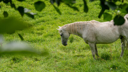 Bialy kon na pastwisku. Zielonaa trawa. Laka pod lasem. Dzika przyroda. Hodowla koni. © ff25
