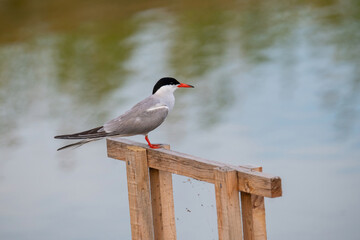 Common tern (Sterna hirundo) perched on branch over water