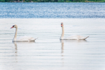 Two Graceful white Swans swimming in the lake, swans in the wild
