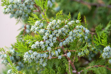 Leafage and immature seed cones of Thuja occidentalis
