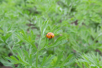 ladybug on grass