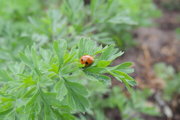 ladybug on leaf