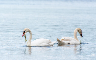 Two Graceful white Swans swimming in the lake, swans in the wild