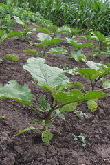 plant in the garden