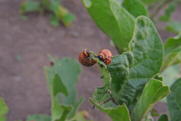 ladybug on a leaf